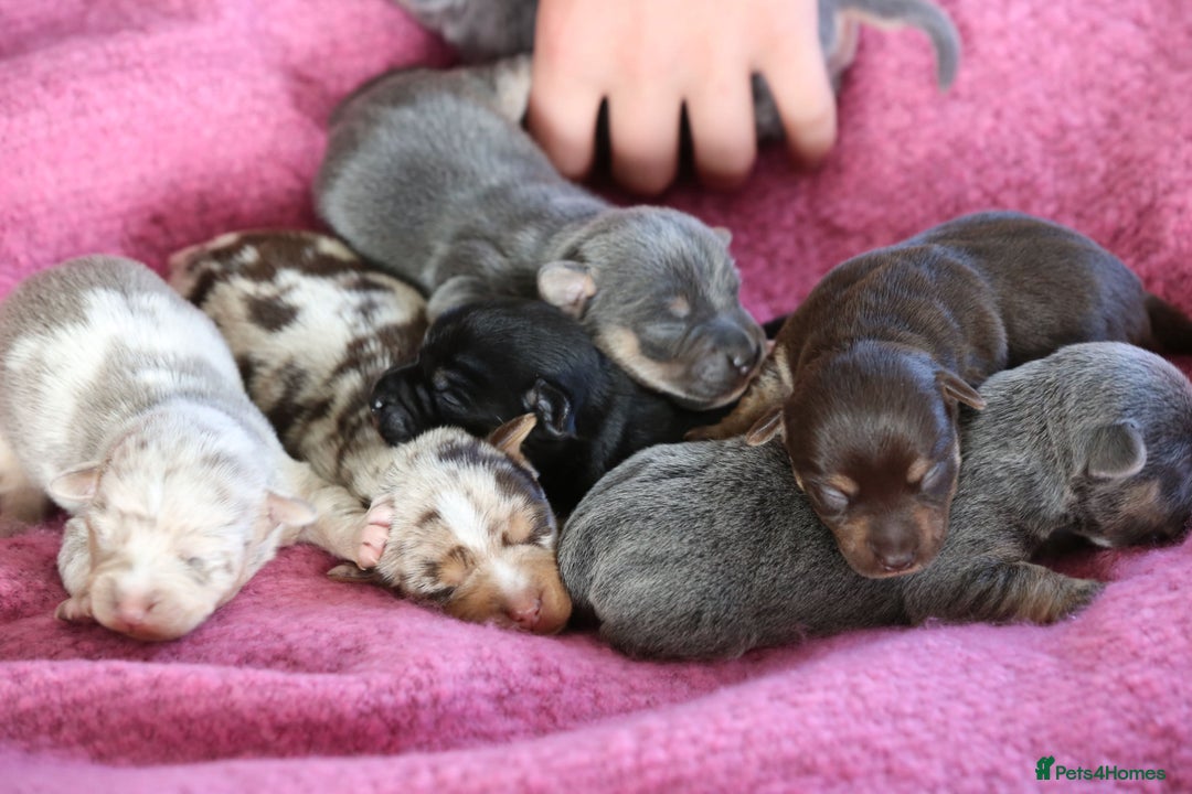 Jack Russell dogs for sale: Outstanding colourful Jack Russel puppies  - Image 1