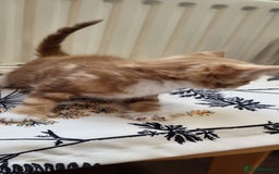 European cats for sale: Beatifull kittens looking good a home - Image 3