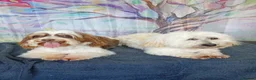Havanese dogs for sale: Stunning full breed havanese puppies. 6 boys avail - Advert 22
