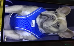 French Bulldog dogs for sale: French bulldog puppies  - Image 19