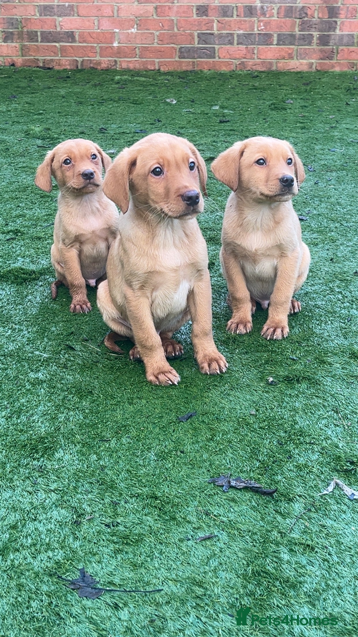 Labrador Retriever dogs Red Fox Labrador Puppies! ❗️ready now❗️ - Advert 2