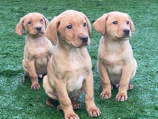 Labrador Retriever dogs Red Fox Labrador Puppies! ❗️ready now❗️ - Advert 2