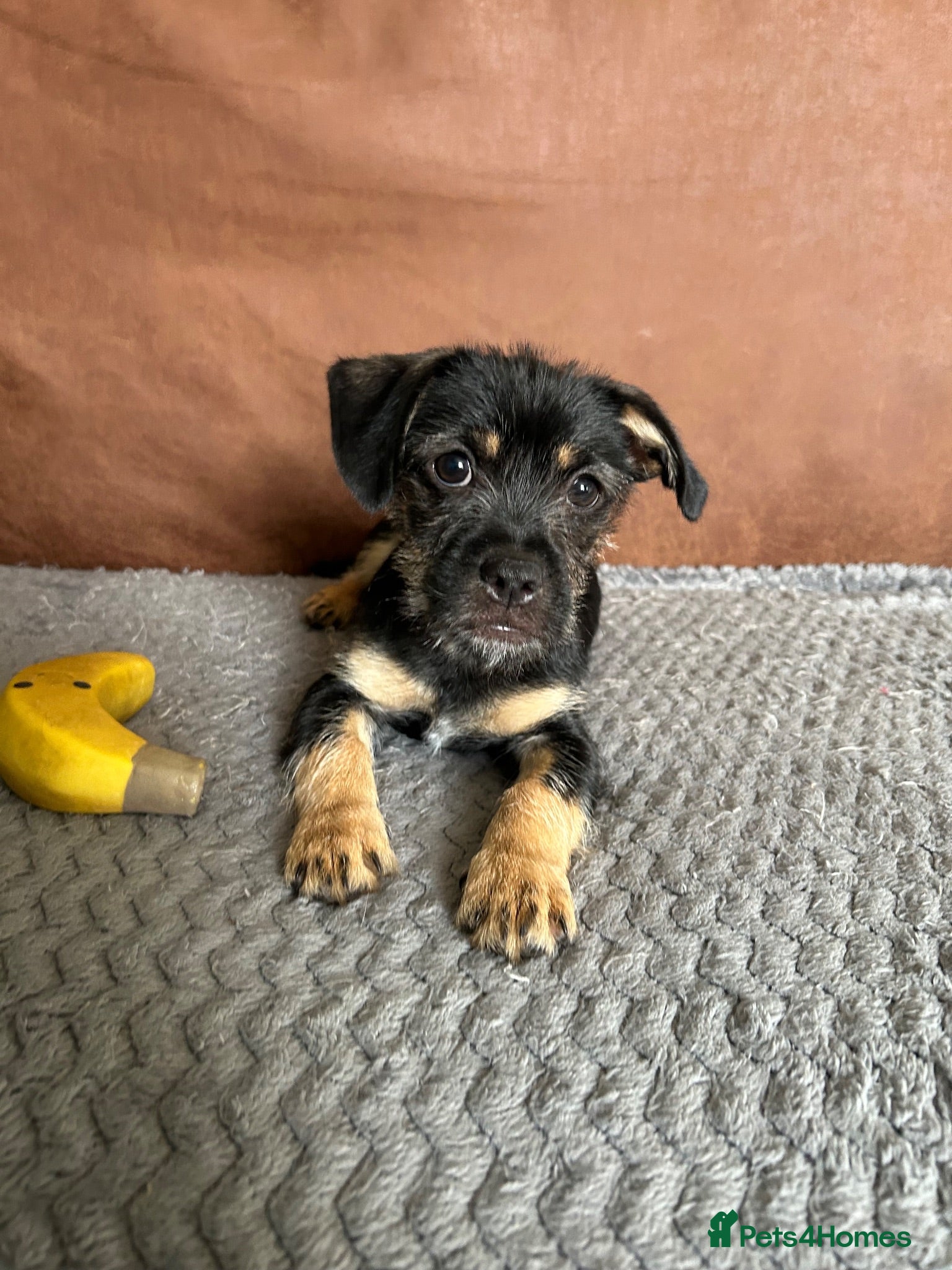 Mixed Breed dogs 3 males left, fully vaccinated pups - Advert 1