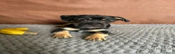 Mixed Breed dogs for sale: 3 males left, fully vaccinated pups - Advert 3