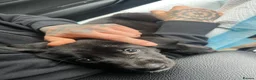 Mixed Breed dogs for sale: Staff x Belgium  in Leeds - Advert 8