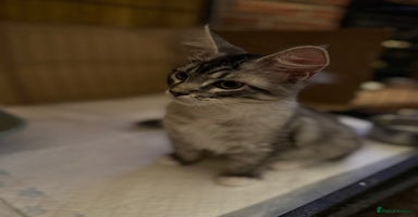 Maine Coon cats - Advert 11
