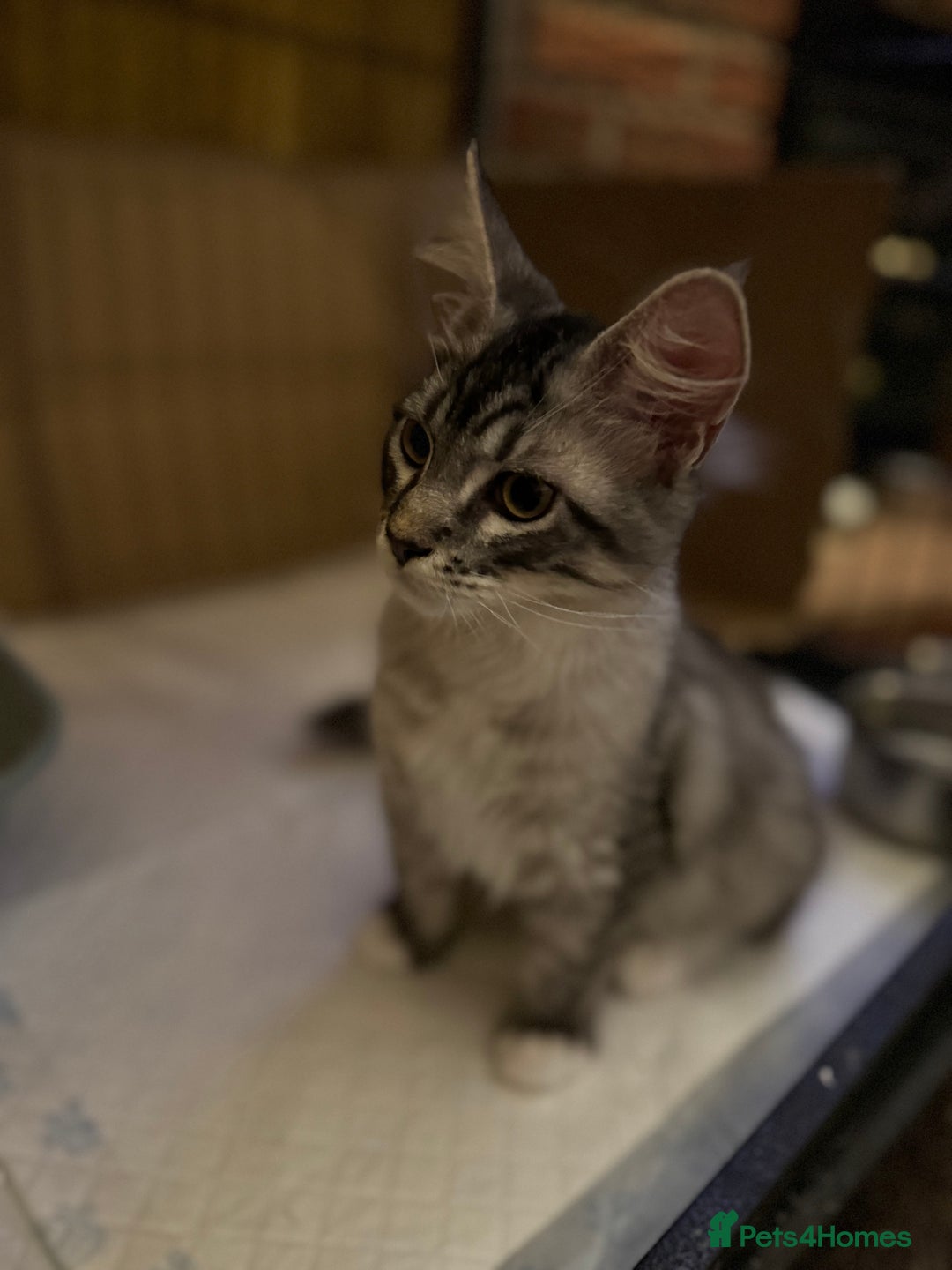 Maine Coon cats for sale: Female Mainecoon For Sale - Image 2