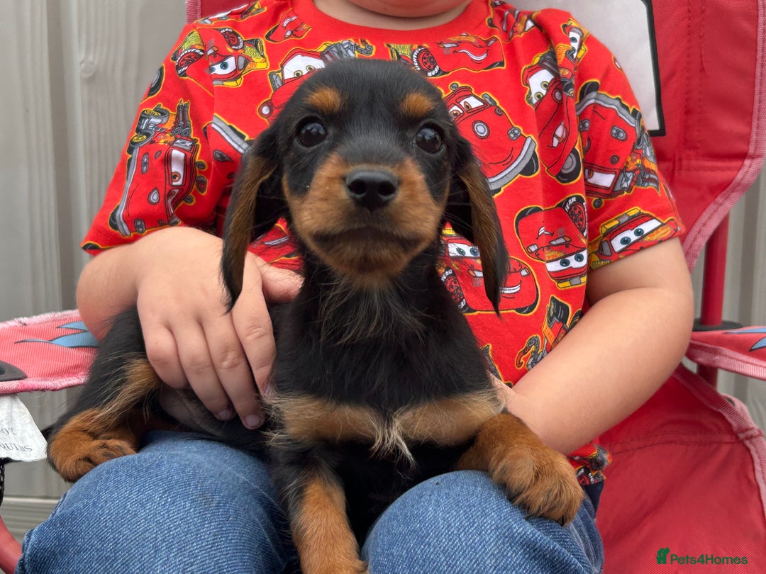 Mixed Breed dogs for sale: Dorkie puppies - Image 5