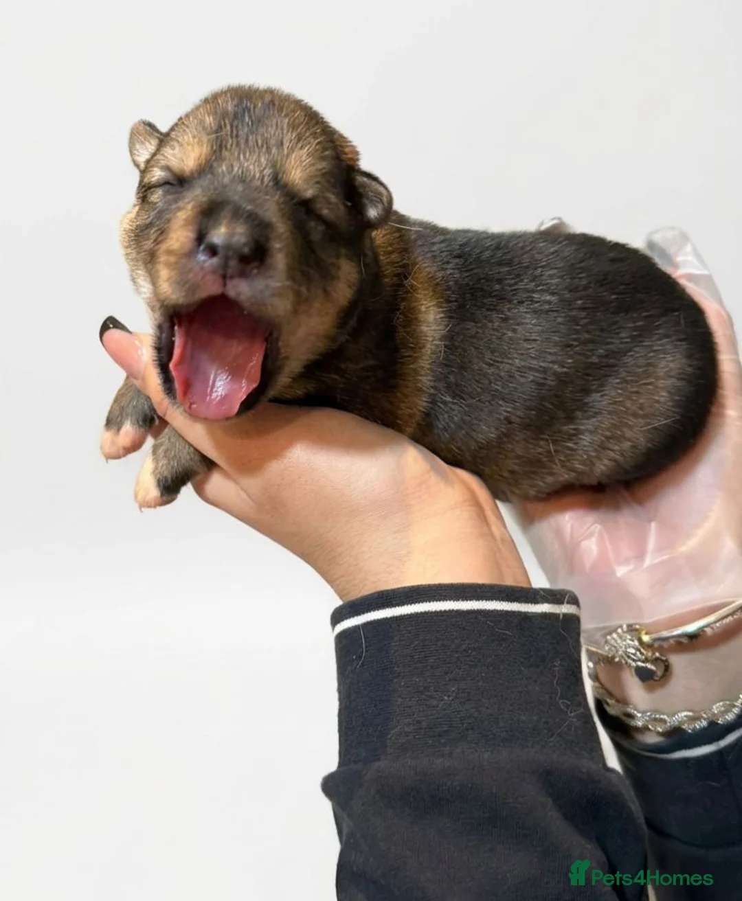 Shepsky dogs for sale: Shepsky puppies for sale - Advert 2