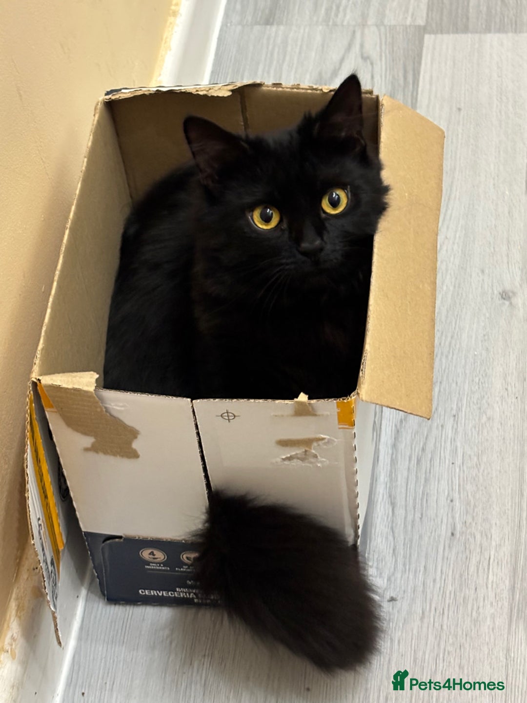 Mixed Breed cats for sale: URGENCY HOMING REQUEST - Advert 3