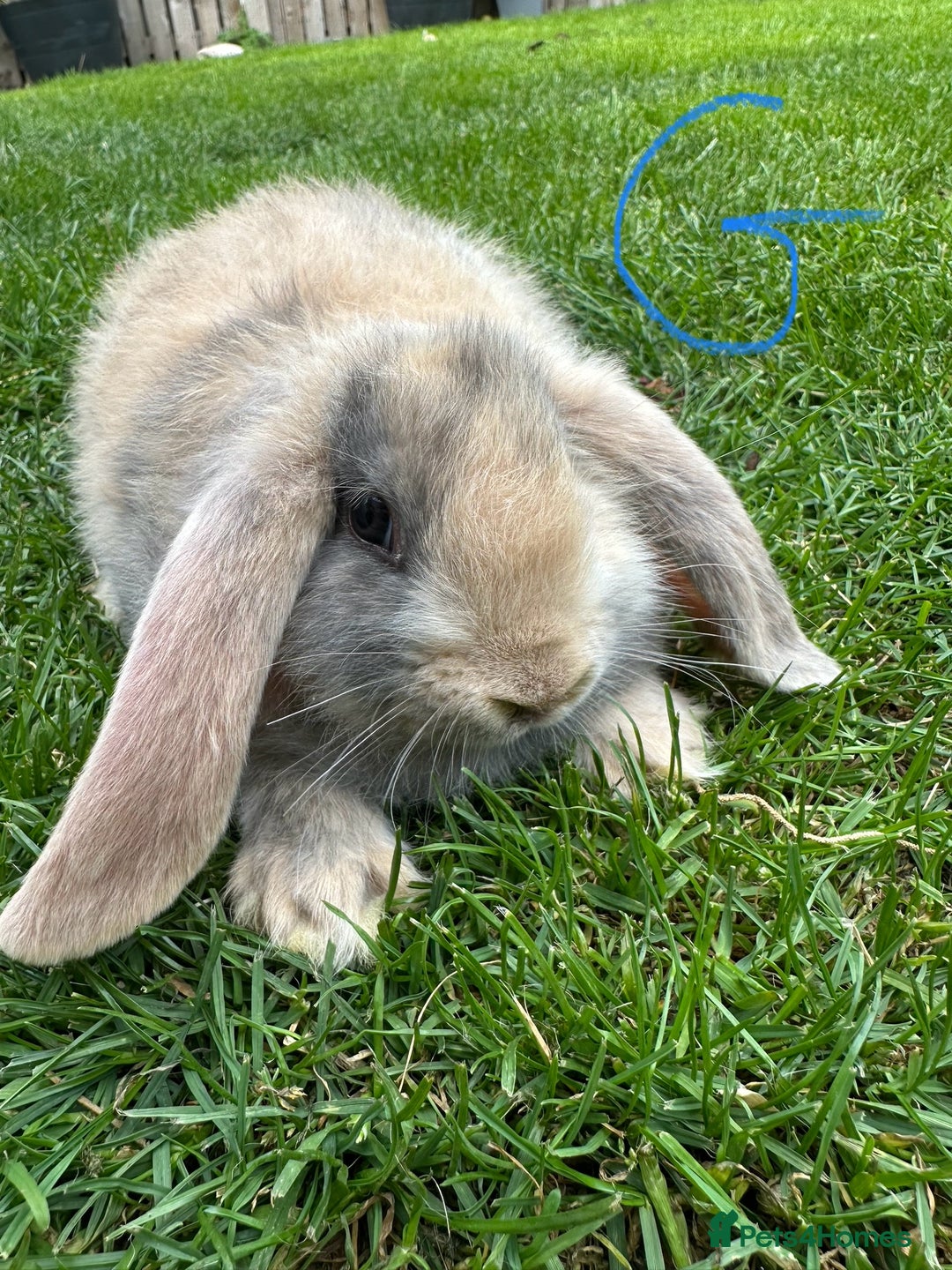 Mini Lop rabbits for sale: Mini Lop Rabbits For Sale  - Image 7
