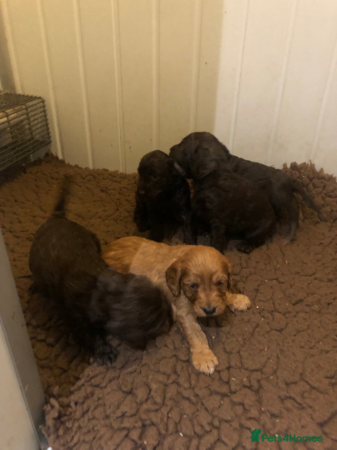 Cockapoo dogs for sale: F1 cockapoo puppies registered breeder  - Advert 21
