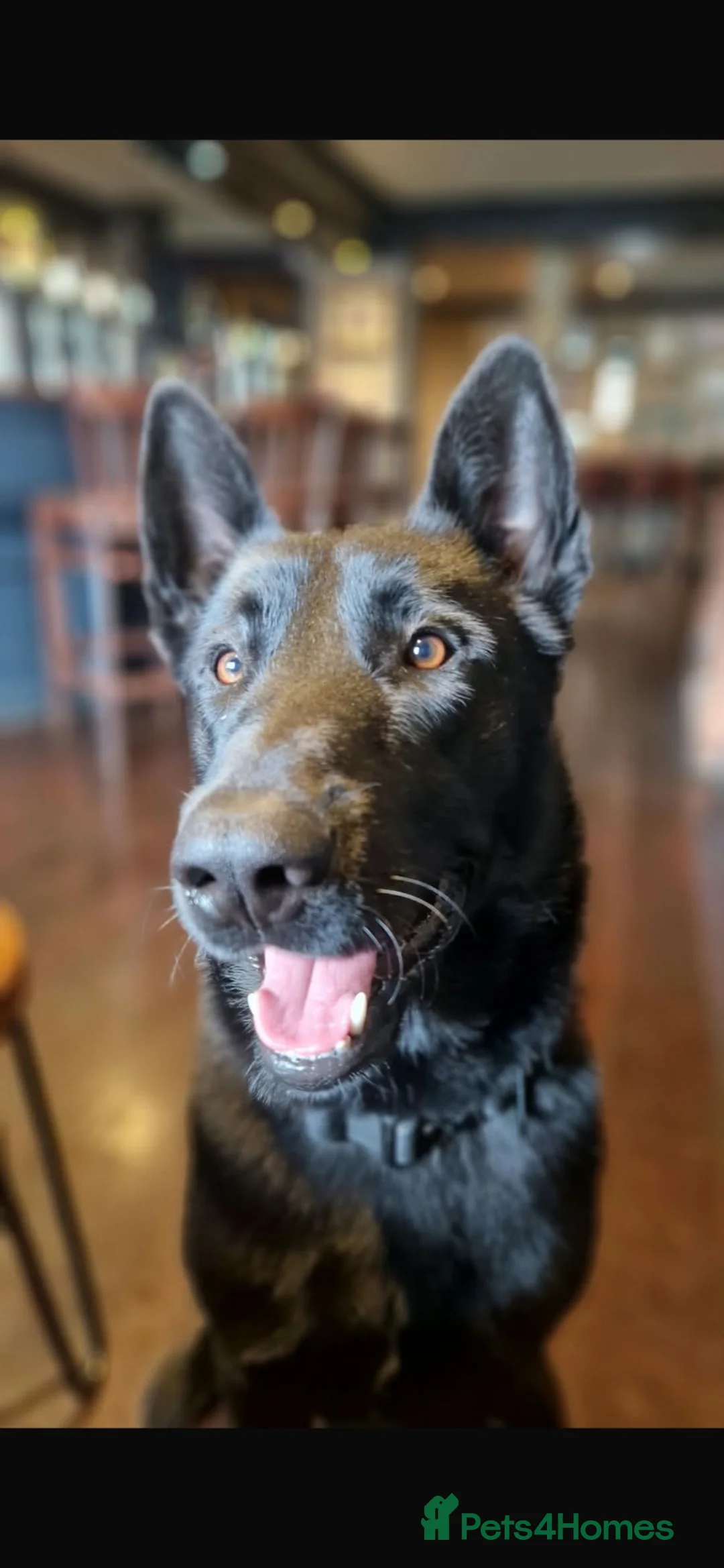 Belgian Shepherd Dog dogs for sale: Belgium Malonis  in Darlington - Advert 2