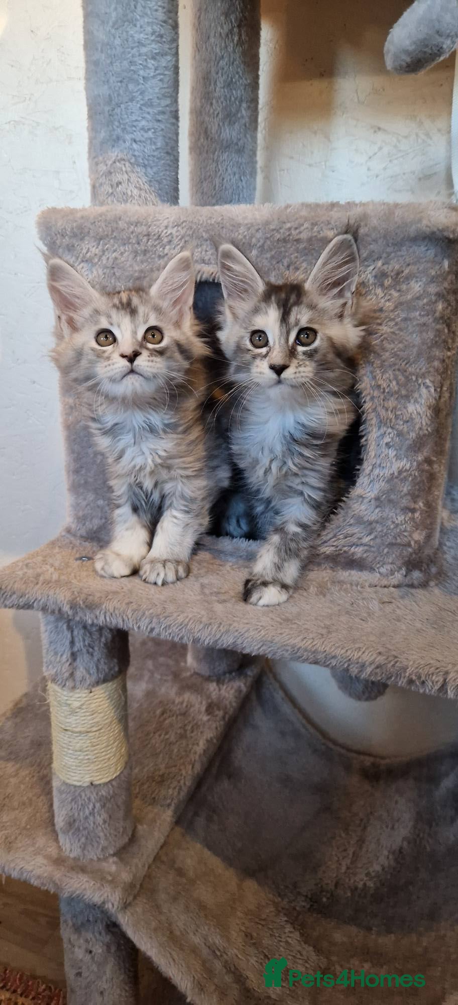 Maine Coon cats Beautiful Maine Coon Kittens - Advert 4