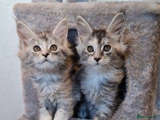 Maine Coon cats Beautiful Maine Coon Kittens - Advert 17