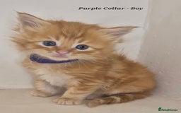 Maine Coon cats for sale: Maine Coon x siberian - Image 9