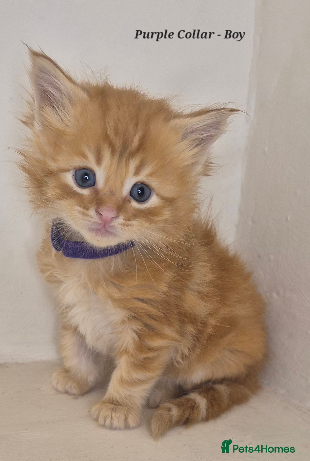Maine Coon cats for sale: Maine Coon x siberian - Image 9