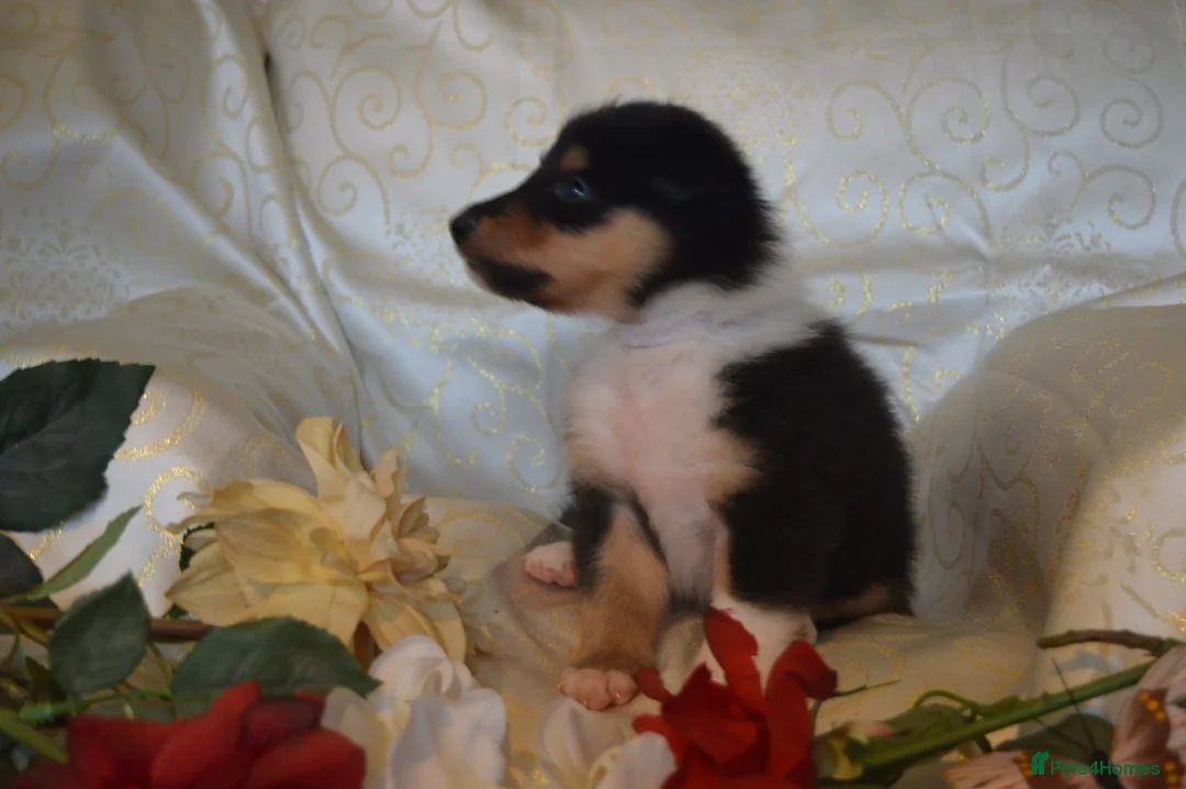 Rough Collie dogs for sale: Tricolour Males DNA clear non carriers 0% related  - Advert 15