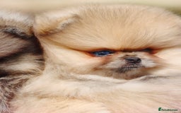 Pomeranian dogs for sale: Adorable Pomeranian Puppies Ready - Image 7
