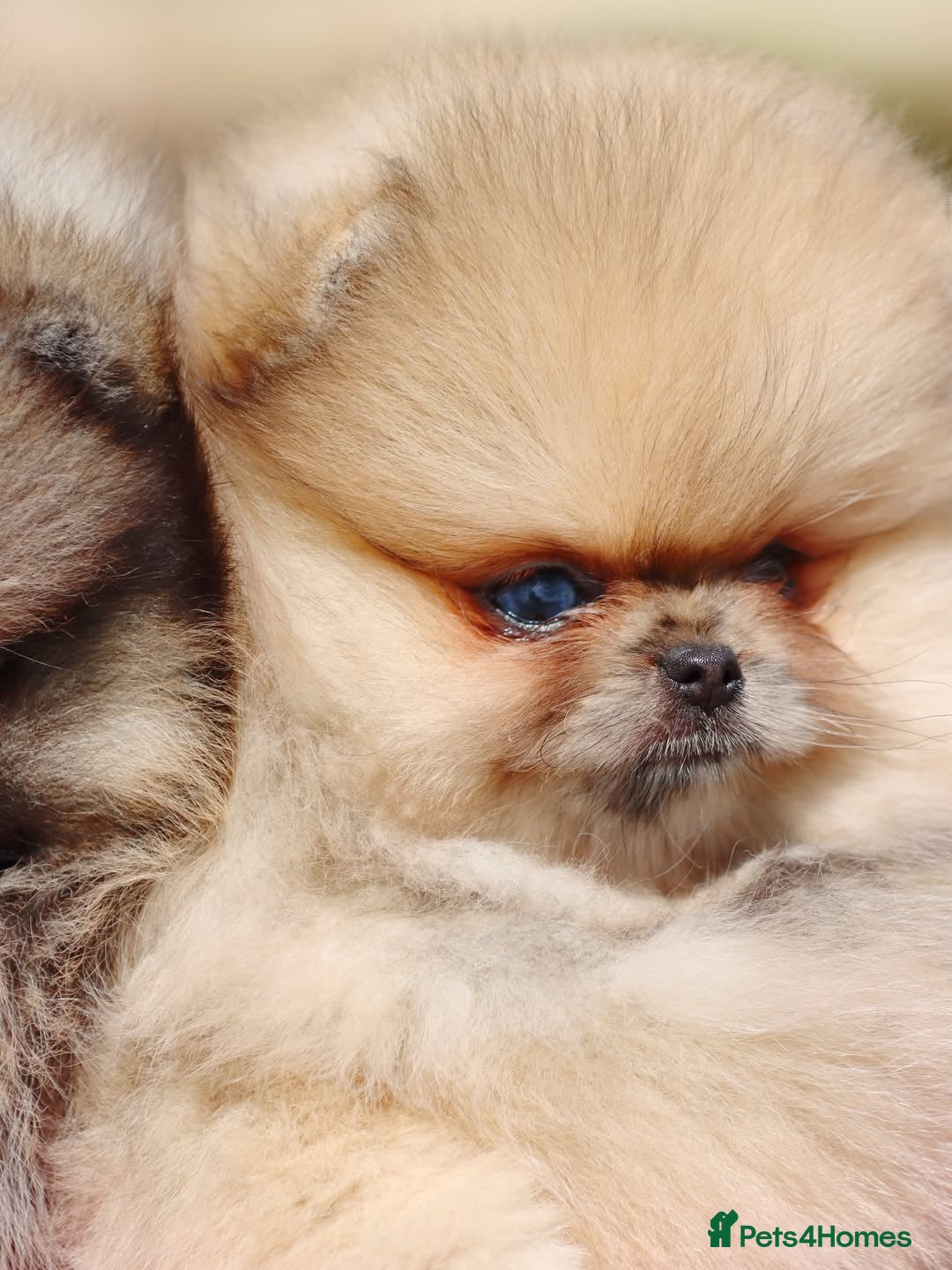 Pomeranian dogs for sale: Adorable Pomeranian Puppies Ready - Image 7