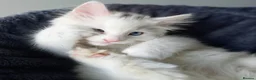 Mixed Breed cats for sale: Little cuties - Advert 20