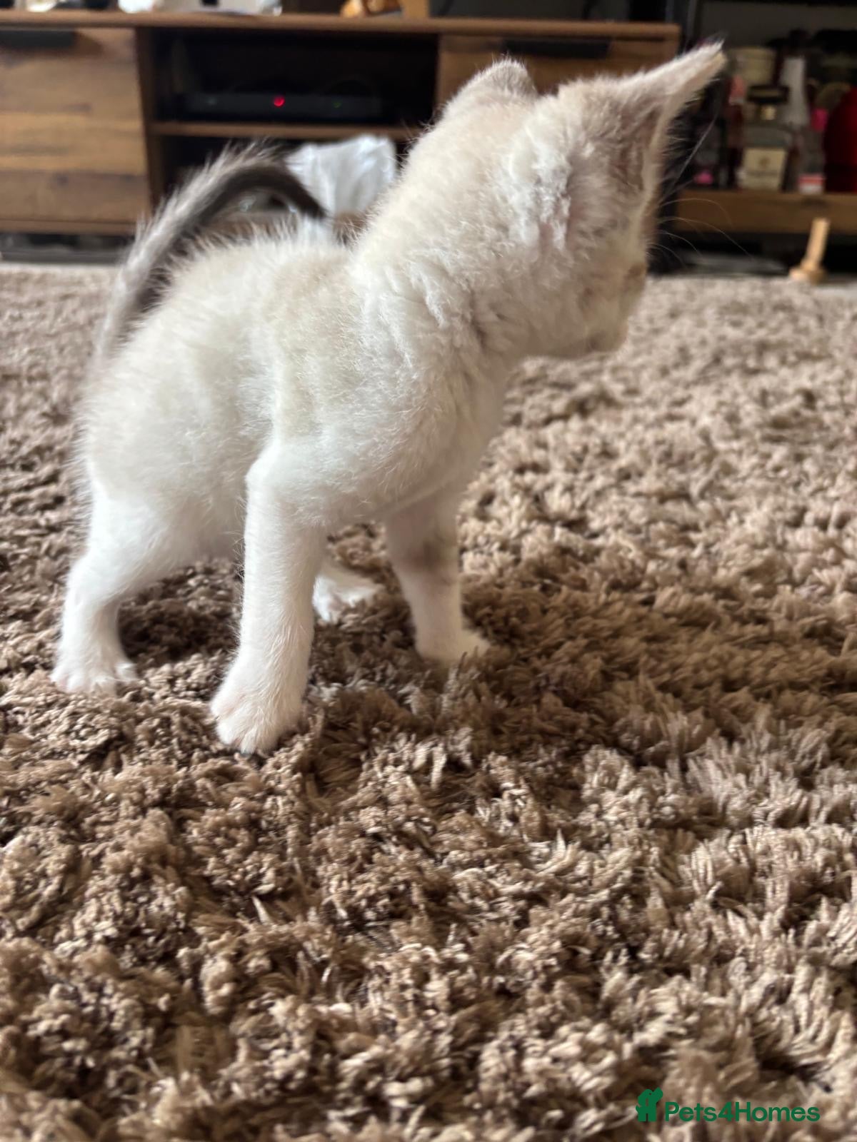 Mixed Breed cats Beautiful ragdoll cross kittens - Advert 2