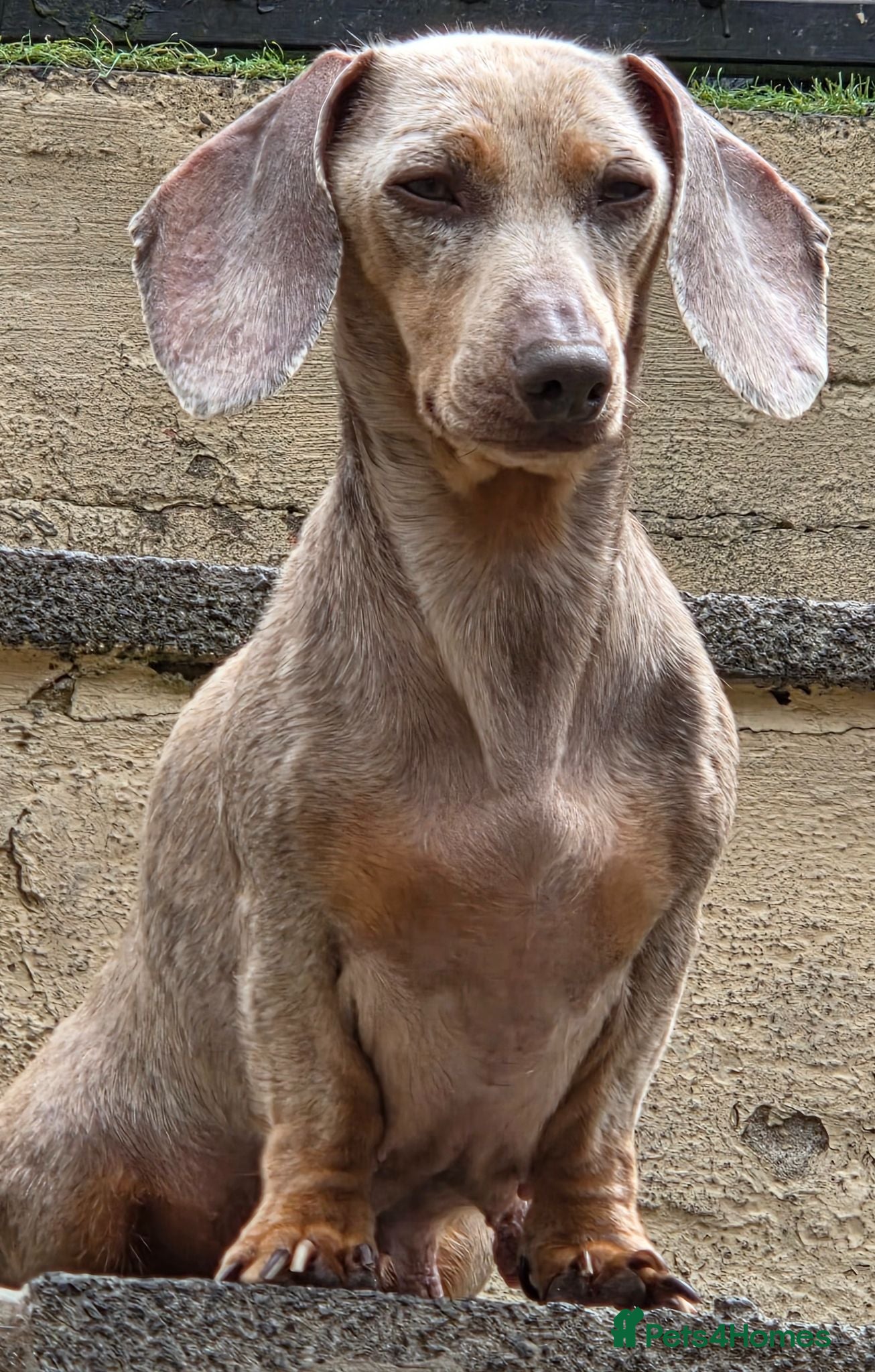 Miniature Dachshund dogs 4 beautiful minature dachshund puppies  - Advert 2