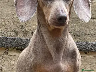 Miniature Dachshund dogs 4 beautiful minature dachshund puppies - Advert 1