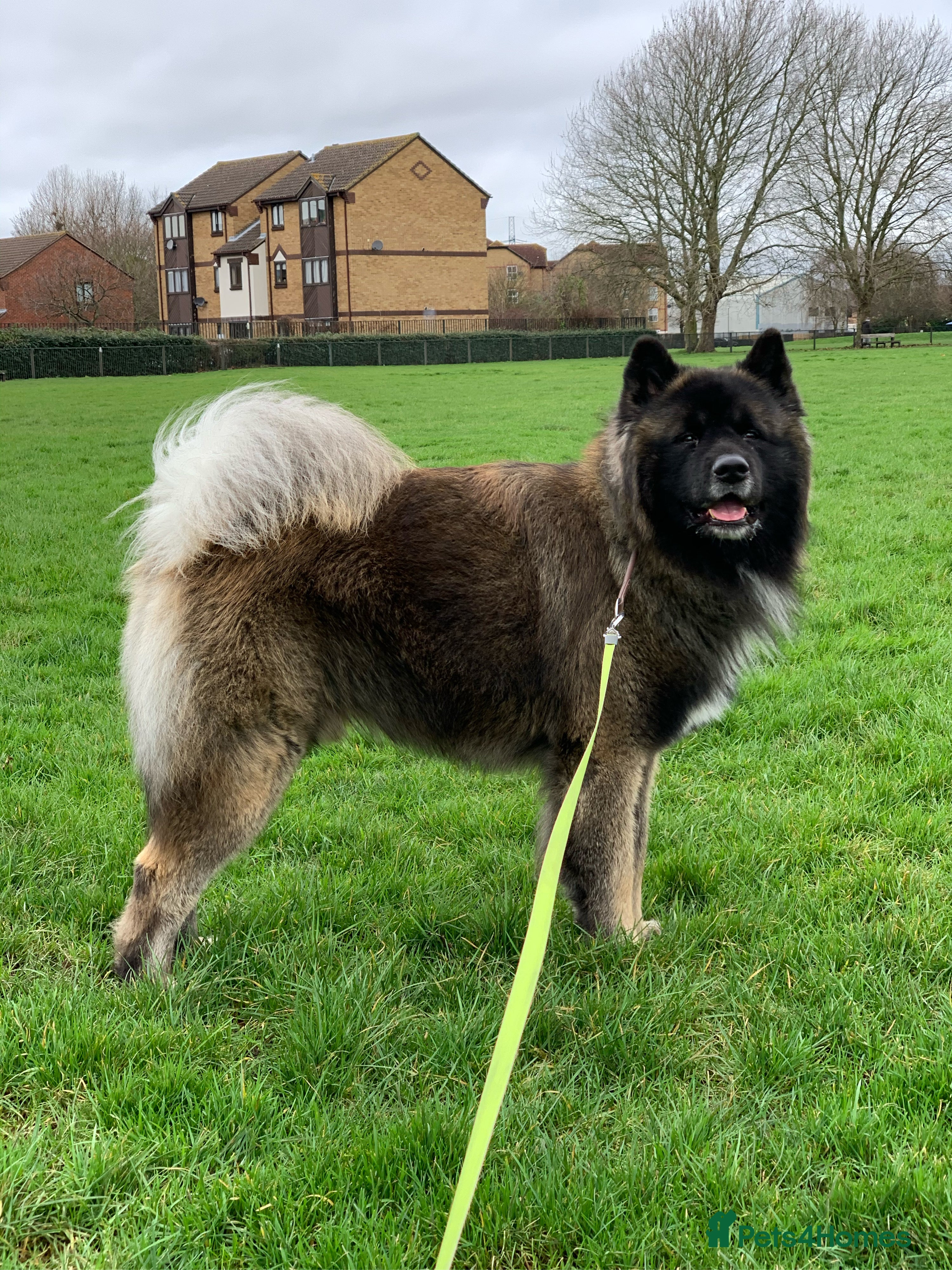 Akita dogs For Stud - Advert 2