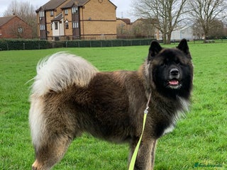 Akita dogs - Advert 1