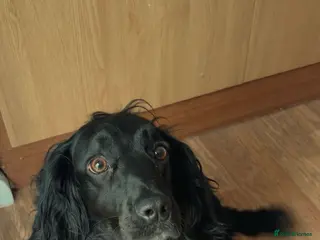 Cocker Spaniel dogs Ollie the cockerspaniel 3 years of age - Advert 10