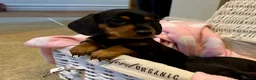 Miniature Dachshund dogs for sale: Beautiful Miniature Dachshunds - 2 boys left - Advert 13