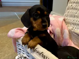 Miniature Dachshund dogs Beautiful Miniature Dachshunds - 2 boys left - Advert 8