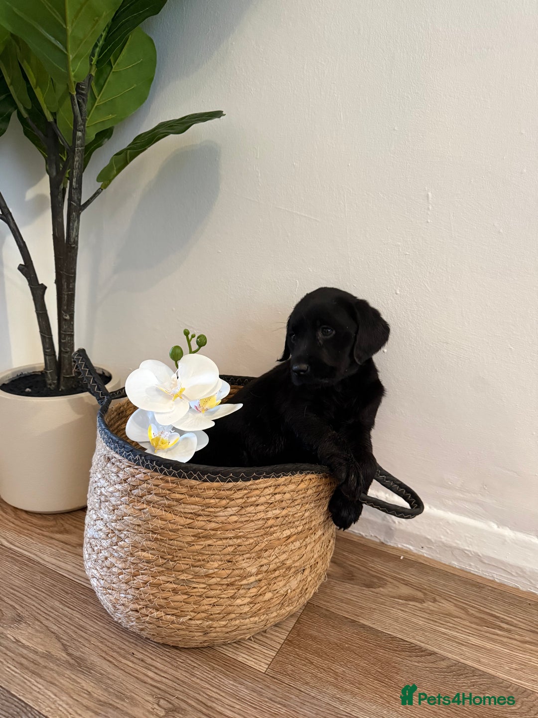 Labrador Retriever dogs for sale: Labrador pups for sale  - Advert 20