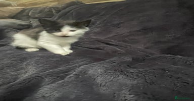 Mixed Breed cats - Advert 14