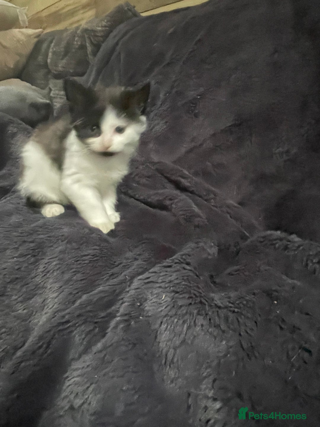 Mixed Breed cats for sale: Grey and white kittens - Image 2