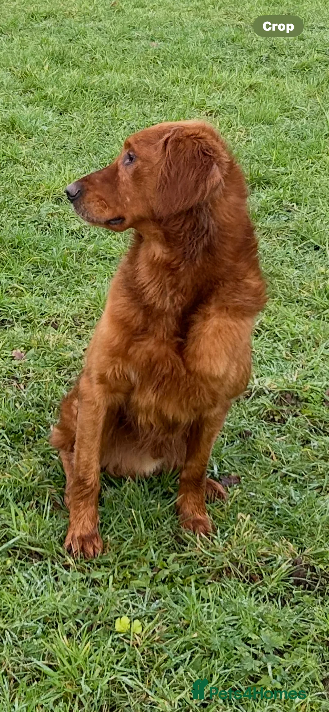 Golden Retriever dogs for stud: Extensively  fully health tested kc reg in Market Drayton - Advert 2