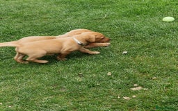 Labrador Retriever dogs for sale: Adorable 8 Puppies FOX RED Labrador, KC registered - Image 17