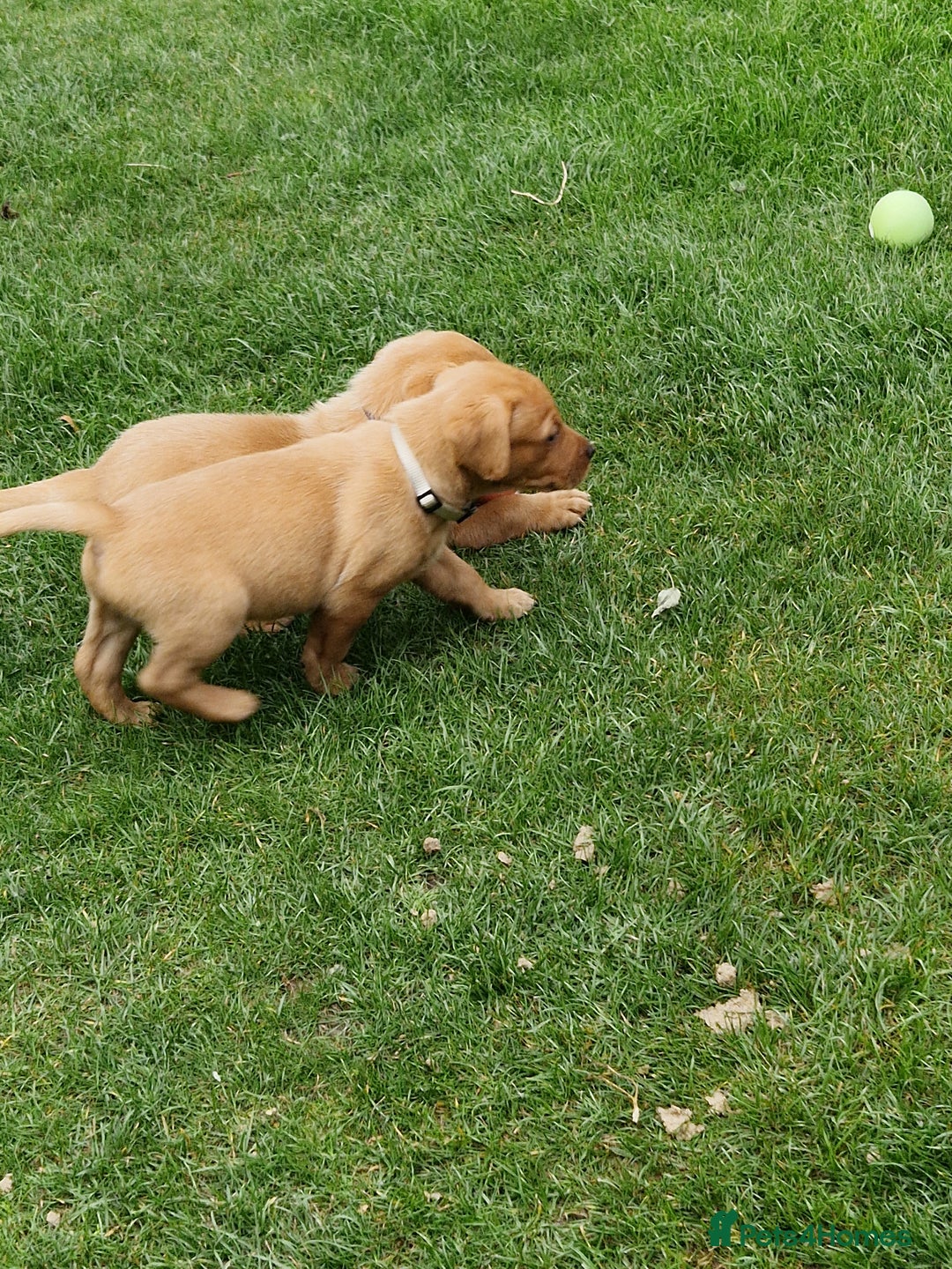 Labrador Retriever dogs for sale: Adorable 8 Puppies FOX RED Labrador, KC registered - Image 17