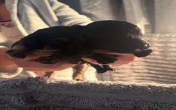 Cavapoochon dogs for sale: Cavapoochon puppies  - Image 4