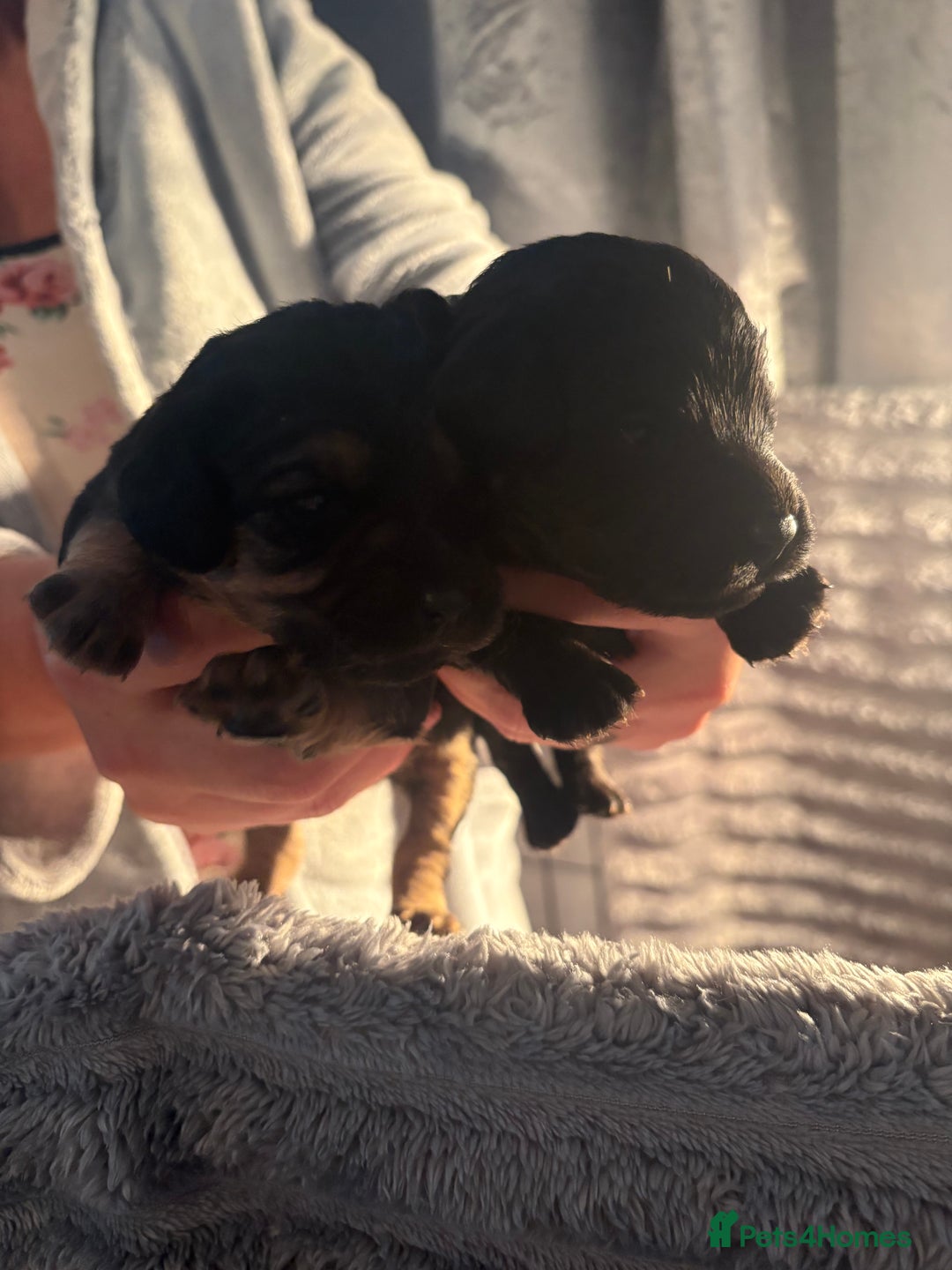 Cavapoochon dogs for sale: Cavapoochon puppies  - Image 4