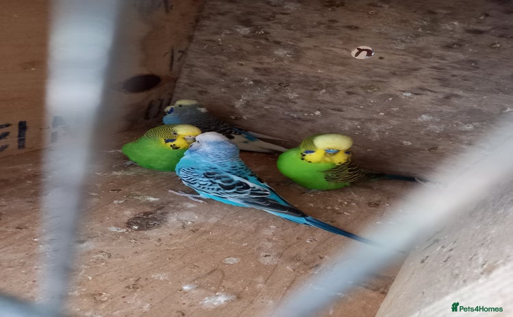 Budgerigars birds - Advert 16