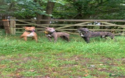 Lurcher dogs for sale: Collie Whippet grey x bull greyhound  - Image 5