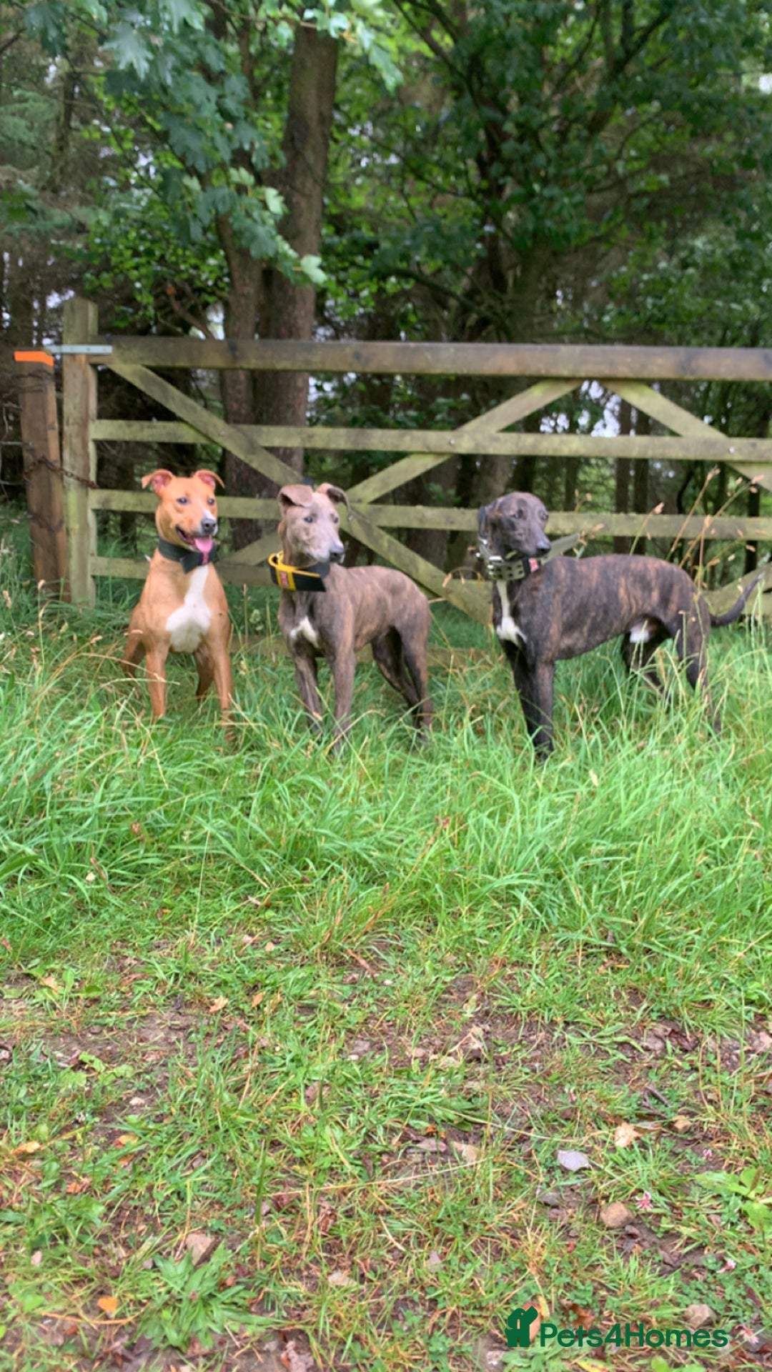 Lurcher dogs for sale: Collie Whippet grey x bull greyhound  - Image 5