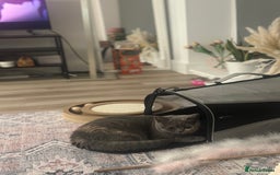 British Shorthair cats for sale: BlueCreamFemale Kitten(Possibly British Shorthair) - Image 2