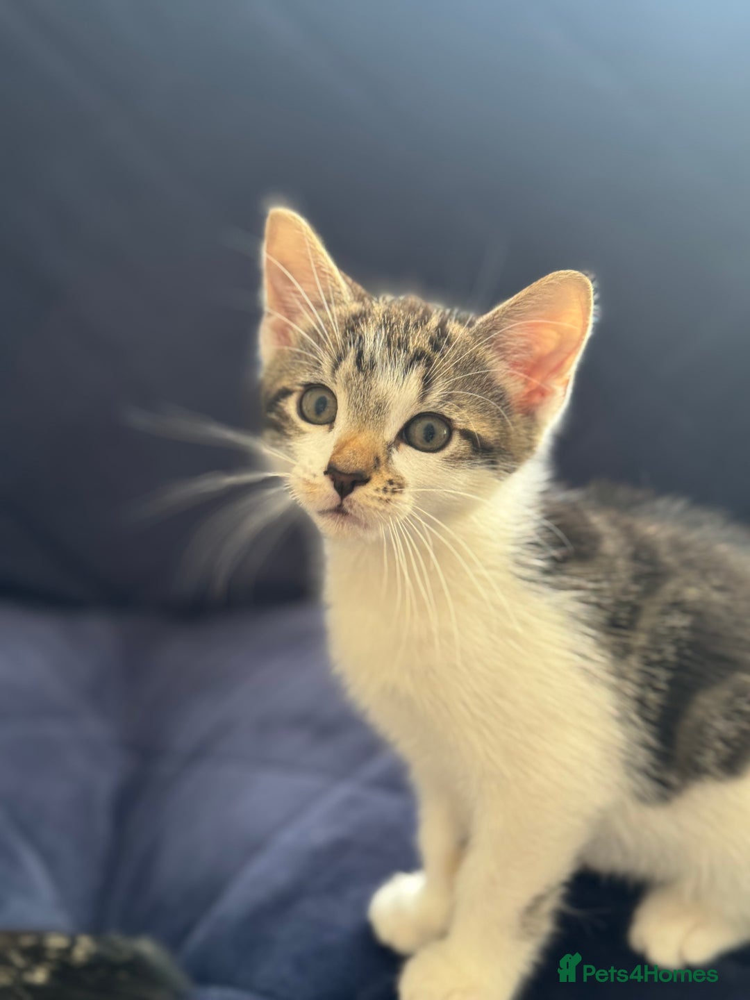 Mixed Breed cats for sale: Tabby kittens - Image 7