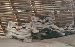 Bengal cats for sale: Full pedigree bengal kittens - Image 1