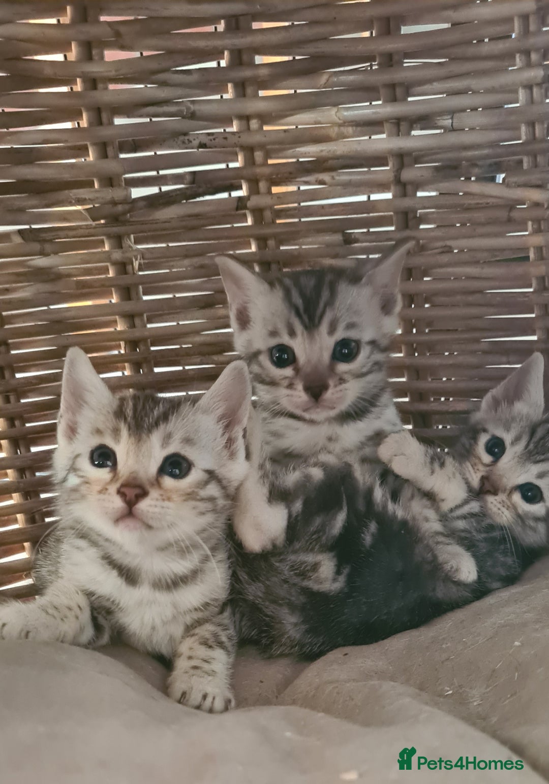 Bengal cats for sale: Full pedigree bengal kittens - Image 1