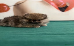 Pomeranian dogs for sale: Mini🐻Teddy Bear Face🏆Champion Lines - Image 2