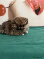 Pomeranian dogs - Advert 5